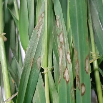 Rincosporiosi a la fulla dels cereals