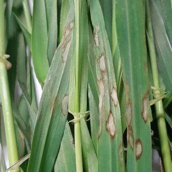 Rincosporiosi a la fulla dels cereals