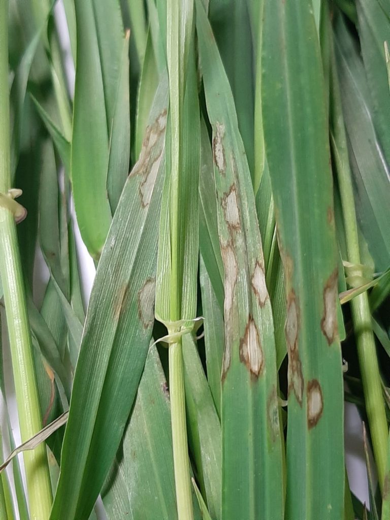 Enfermedades de los cereales. Rincosporiosis de la cebada.